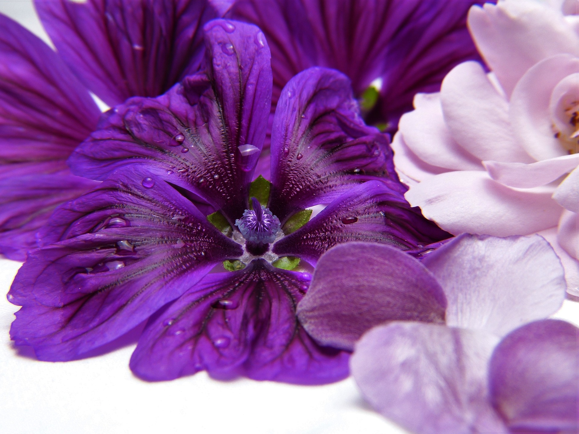 mallow rose